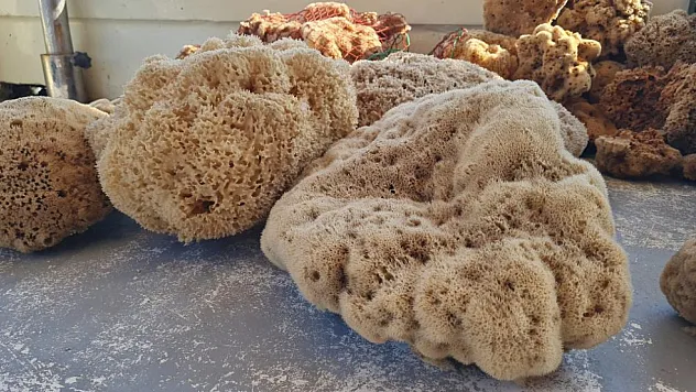 Kilosu 70 ile 120 euro arasında satılıyor