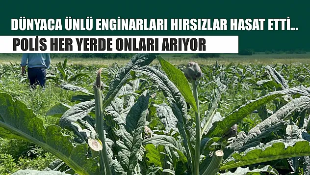 Dünyaca ünlü enginarları hırsızlar hasat etti... Polis her yerde onları arıyor