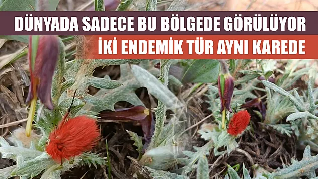 Dünyada sadece bu bölgede görülüyor: İki endemik tür aynı karede