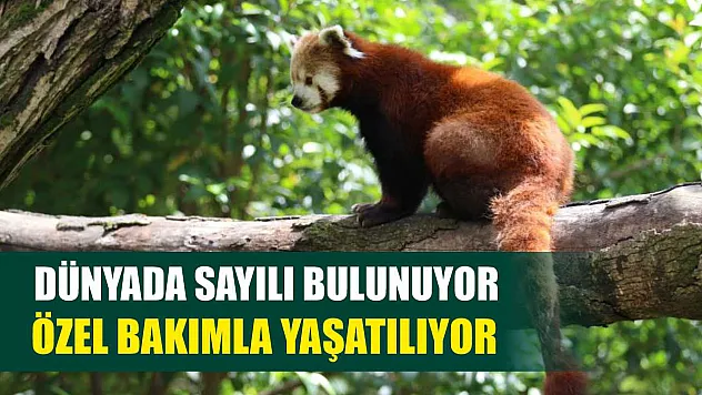 Dünyada sayılı bulunuyor: Özel bakımla yaşatılıyor