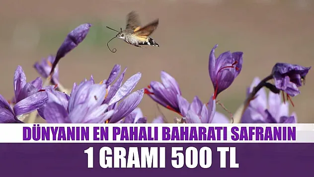 Dünyanın en pahalı baharatı safranın 1 gramı 500 TL