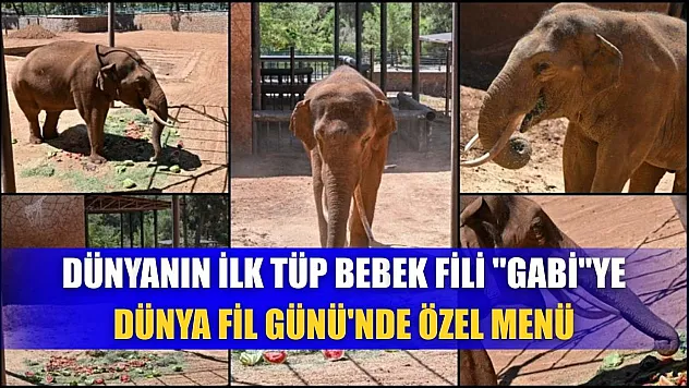 Dünyanın ilk tüp bebek fili 'Gabi'ye Dünya Fil Günü'nde özel menü