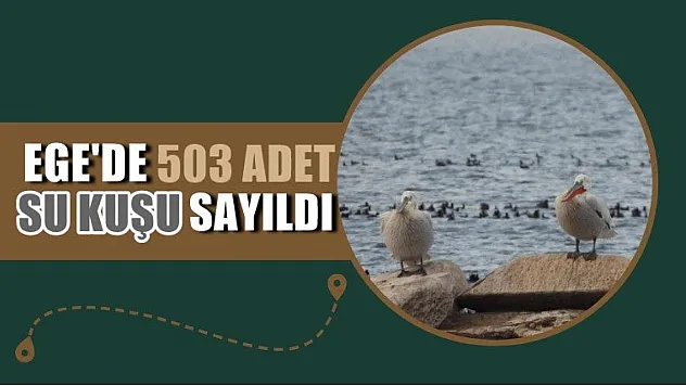 Ege'de 503 adet su kuşu sayıldı