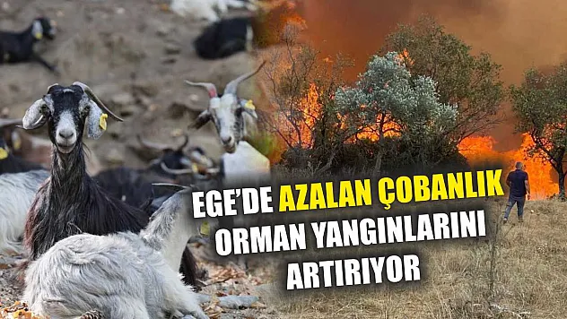 Ege'de Azalan Çobanlık Orman Yangınlarını Artırıyor