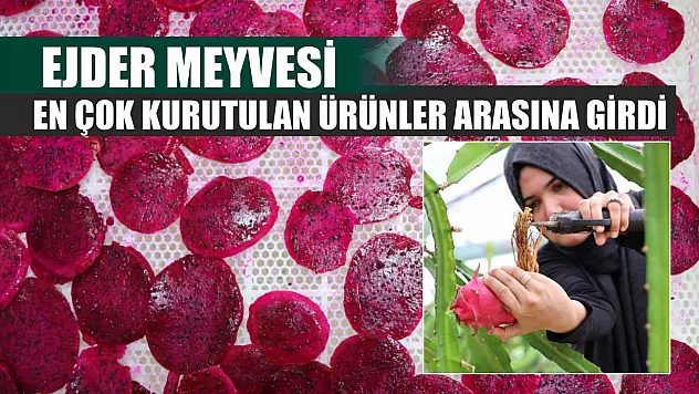 Ejder meyvesi en çok kurutulan ürünler arasına girdi