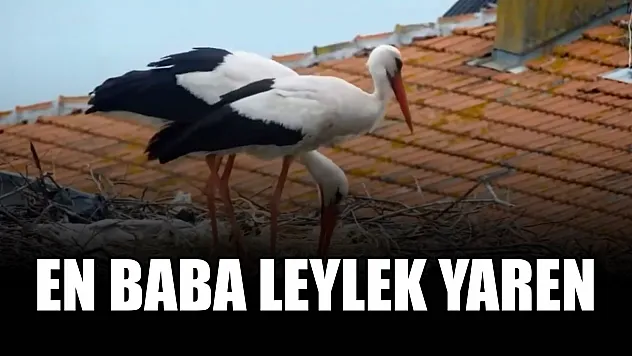 En baba leylek Yaren