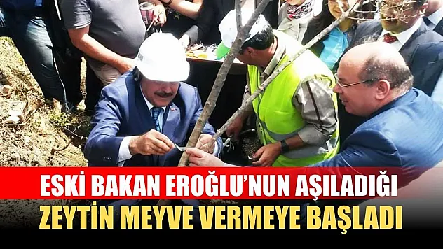 Eski Bakan Eroğlu'nun aşıladığı zeytin meyve vermeye başladı