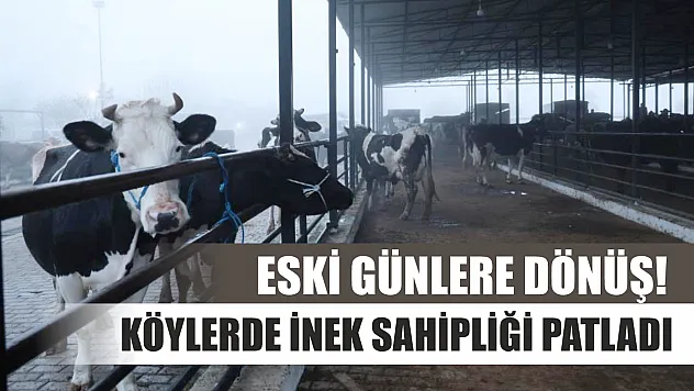 Eski günlere dönüş! Köylerde inek sahipliği patladı
