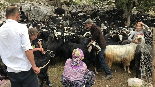 Eskiden çul dokuma ve kıl çadırda kullanılan koyun kılları artık çöpe gidiyor