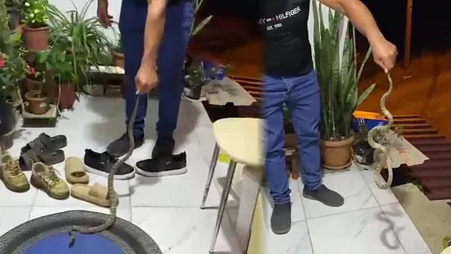 Evine giren yılanı 'Evime gelme bak, kafanı ezerim' diyerek doğaya bıraktı