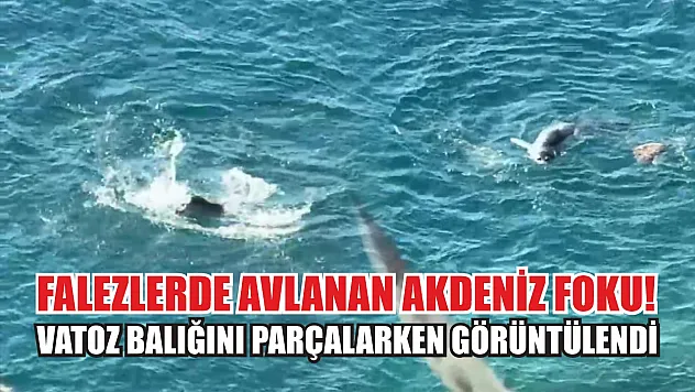 Falezlerde Avlanan Akdeniz Foku! Vatoz Balığını Parçalarken Görüntülendi