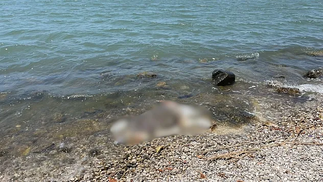 Fethiye 2. Etap Sahil Bandı'nda caretta caretta karaya vurdu
