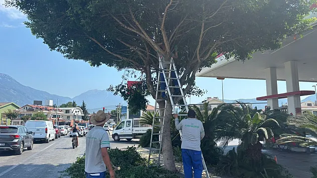 Fethiye Belediyesi'nden ağaçlara mevsimlik bakım