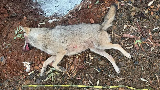Fethiye'de aracın çarptığı kurt, bilim projesine ışık tutacak
