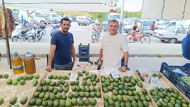 Fethiye'de avokado üreticisinden sezon uyarısı: 'Mevsimi gelmemiş ürünler piyasada'
