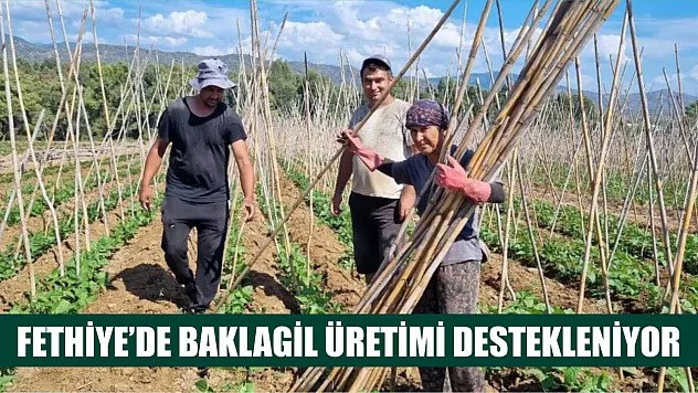 Fethiye'de baklagil üretimi destekleniyor
