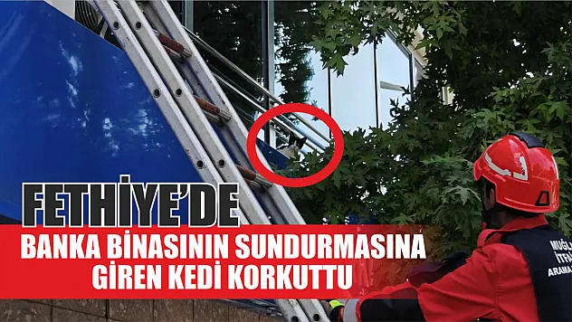 Fethiye'de Banka Binasının Sundurmasına Giren Kedi Korkuttu