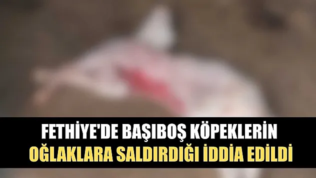 Fethiye'de başıboş köpeklerin oğlaklara saldırdığı iddia edildi