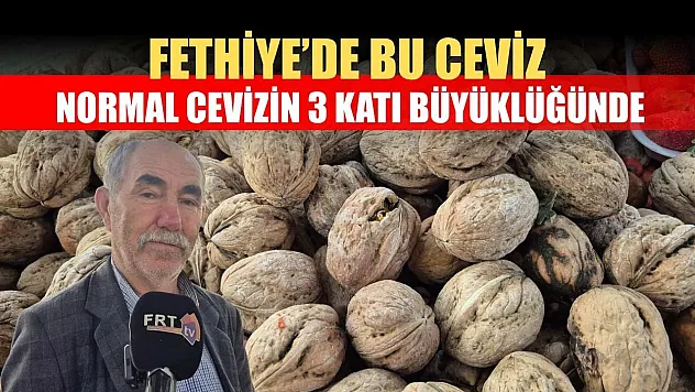 Fethiye'de bu ceviz normal cevizin 3 katı büyüklüğünde
