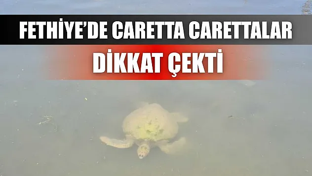 Fethiye'de Caretta Carettalar Dikkat Çekti