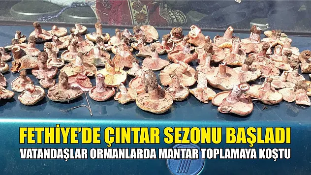 Fethiye'de Çıntar Sezonu Başladı…  Vatandaşlar Ormanlarda Mantar Toplamaya Koştu
