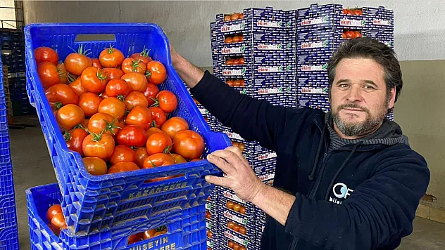 Fethiye'de domates piyasası dalgalı: Sebep hava şartları