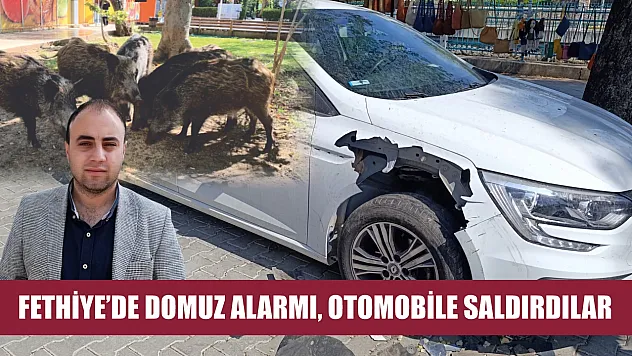 Fethiye'de Domuz Alarmı, Otomobile Saldırdılar