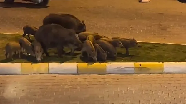 Fethiye'de Domuzlar Şehre İndi