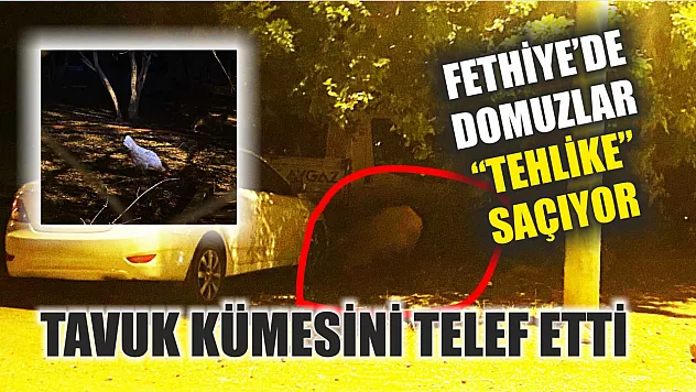 Fethiye'de Domuzlar 'Tehlike' Saçıyor, Tavuk Kümesini Telef Etti