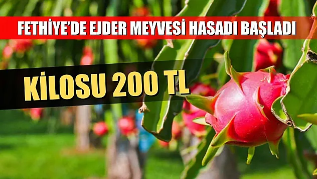 Fethiye'de Ejder Meyvesi Hasadı Başladı: Kilosu 200 TL