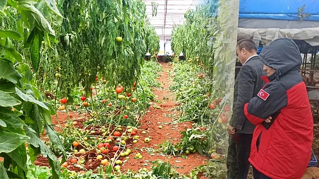 Fethiye'de fırtına hasarı: İlçe Tarım Müdürlüğü incelemeye başladı