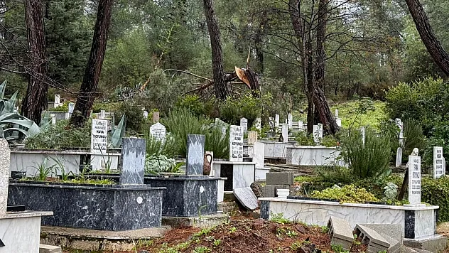 Fethiye'de fırtına Zeybekler Mezarlığı'nda ağaçları devirdi