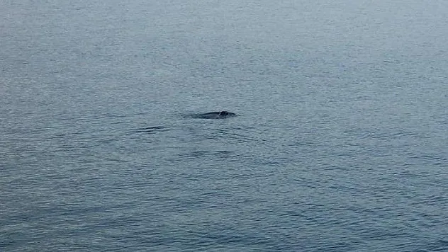 Fethiye'de fok balığı görüntülendi