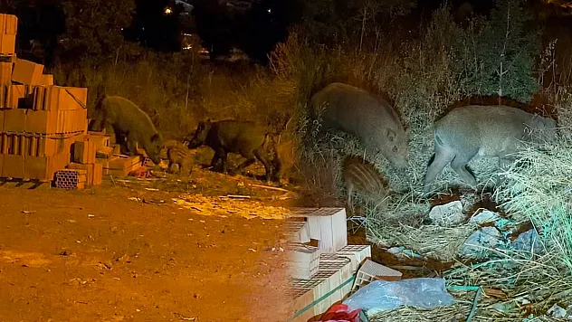 Fethiye'de gece yarısı beklenmedik misafirler