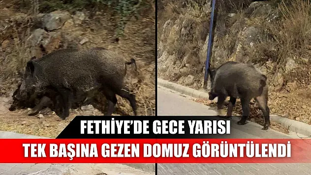Fethiye'de gece yarısı tek başına gezen domuz görüntülendi