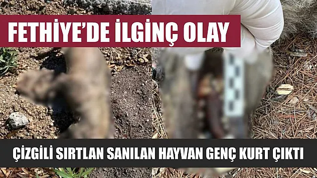 Fethiye'de İlginç Olay: Çizgili Sırtlan Sanılan Hayvan Genç Kurt Çıktı