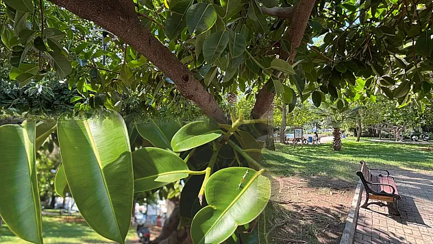 Fethiye'de kauçuk ağaçları geniş gölgeleriyle öne çıkıyor