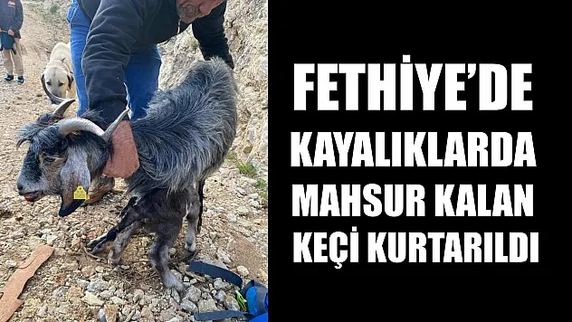 Fethiye'de kayalıklarda mahsur kalan keçi kurtarıldı