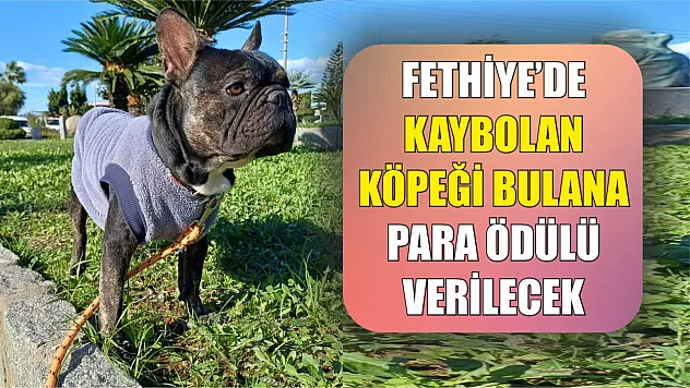 Fethiye'de Kaybolan Köpeği Bulana Para Ödülü Verilecek