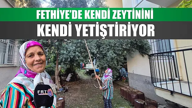 Fethiye'de kendi zeytinini kendi yetiştiriyor