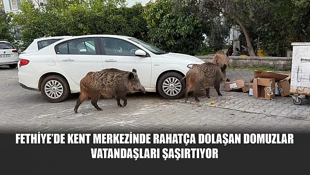 Fethiye'de kent merkezinde rahatça dolaşan domuzlar vatandaşları şaşırtıyor