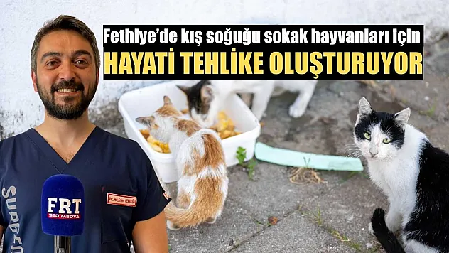 Fethiye'de kış soğuğu sokak hayvanları için hayati tehlike oluşturuyor