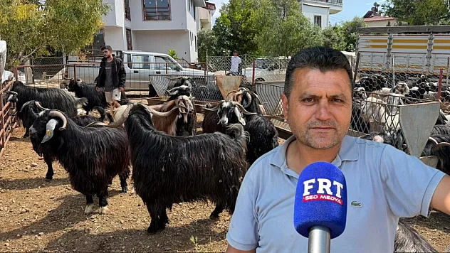 Fethiye'de Kurban Pazarı Hareketleniyor: Besiciler Maliyetlerden Dertli