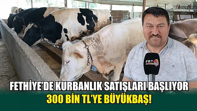 Fethiye'de kurbanlık satışları başlıyor 300 bin TL'ye büyükbaş!