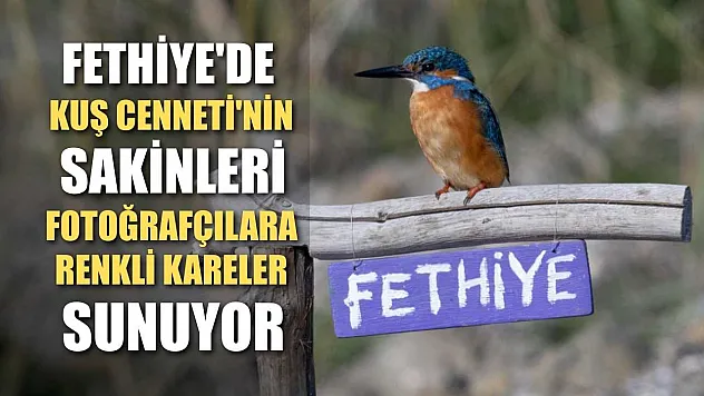 Fethiye'de Kuş Cenneti'nin sakinleri, fotoğrafçılara renkli kareler sunuyor