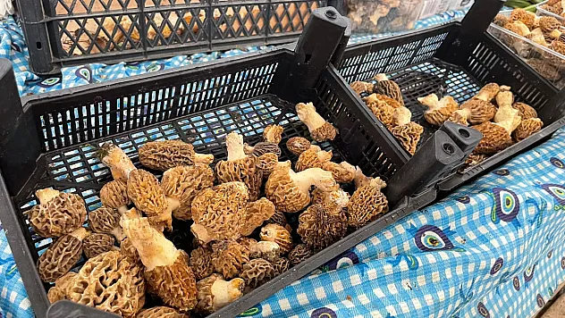 Fethiye'de 'Kuzu Göbeği' bolluğu: Fiyatlar yarıdan fazla düştü