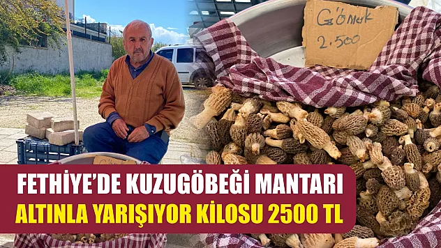 Fethiye'de Kuzugöbeği Mantarı altınla yarışıyor Kilosu 2500 TL