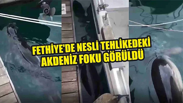 Fethiye'de nesli tehlikedeki Akdeniz Foku görüldü
