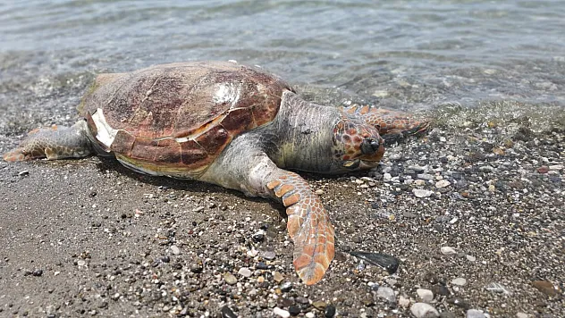Fethiye'de ölü caretta caretta sahile vurdu