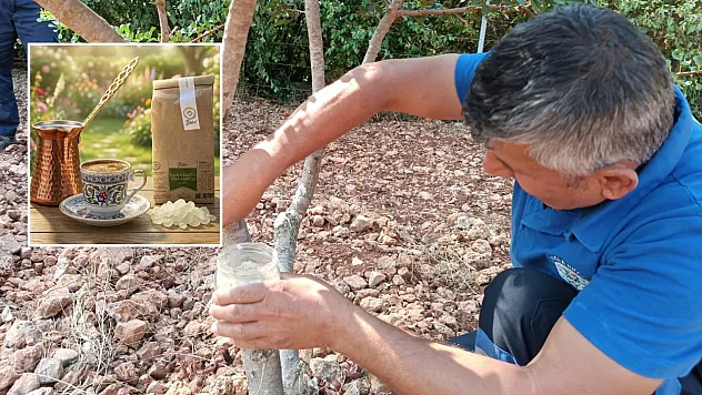 Fethiye'de Sakız Ağacı Projesiyle Kırsalda Üretim Artıyor